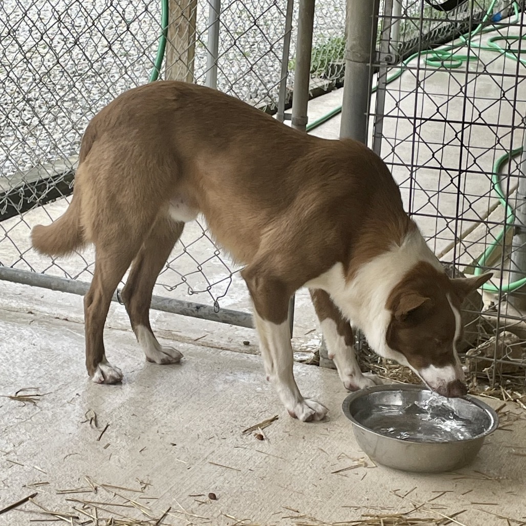 Ruger, an adoptable McNab in Hohenwald, TN, 38462 | Photo Image 3