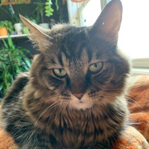 Gwen (c2025), Adult Female Domestic Long Hair