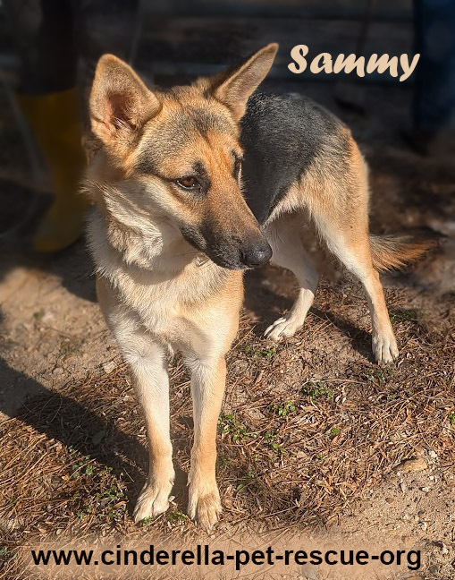 Sweet Sammy