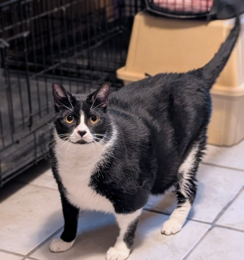 Puffin, an adoptable Domestic Short Hair in Mission, TX, 78574 | Photo Image 1