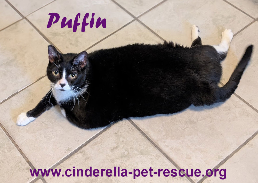 Puffin