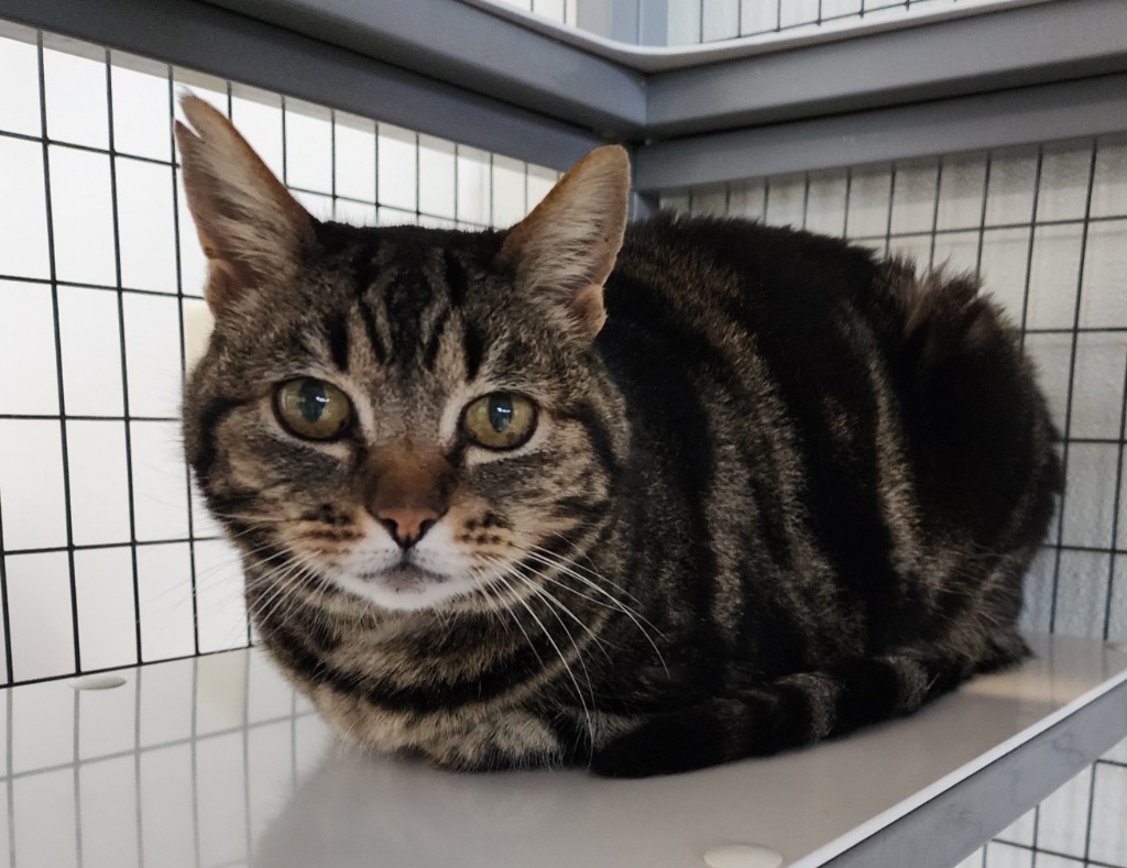 Rosie, an adoptable Domestic Short Hair in Gold Beach, OR, 97444 | Photo Image 1