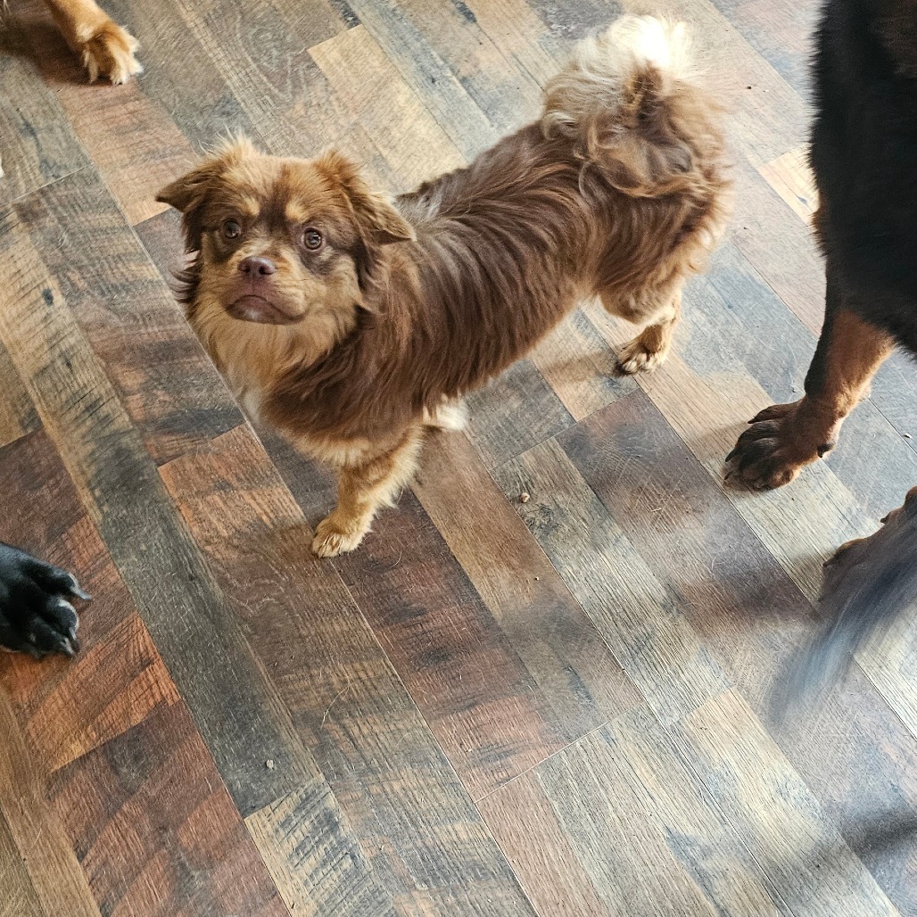 Red, an adoptable Pekingese, Chihuahua in Goltry, OK, 73739 | Photo Image 2