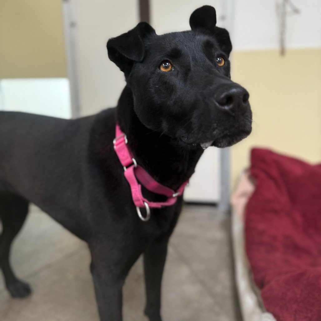 Raven, an adoptable Mixed Breed in Fort Bragg, CA, 95437 | Photo Image 1