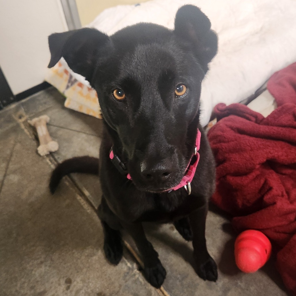 Raven, an adoptable Mixed Breed in Fort Bragg, CA, 95437 | Photo Image 2