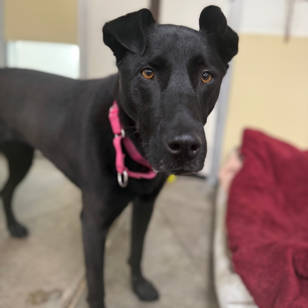 Raven, an adoptable Mixed Breed in Fort Bragg, CA, 95437 | Photo Image 3
