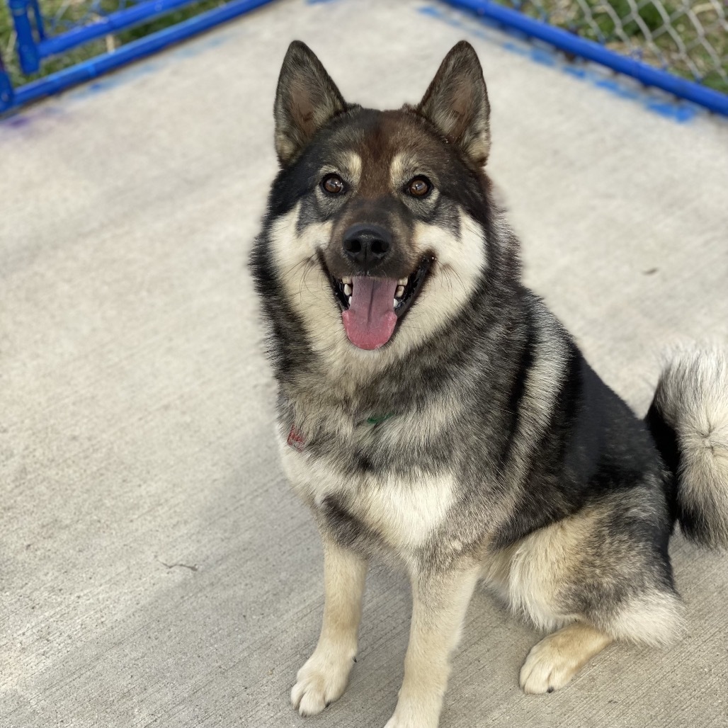 Kenji