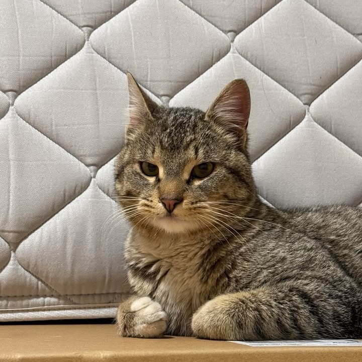 Meowzer, an adoptable Domestic Short Hair in Rexburg, ID, 83440 | Photo Image 1