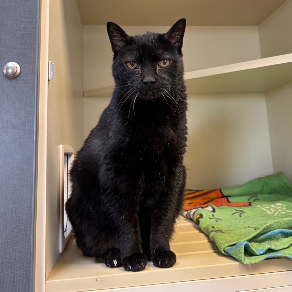 Tuffy, an adoptable American Shorthair in Cody, WY, 82414 | Photo Image 1