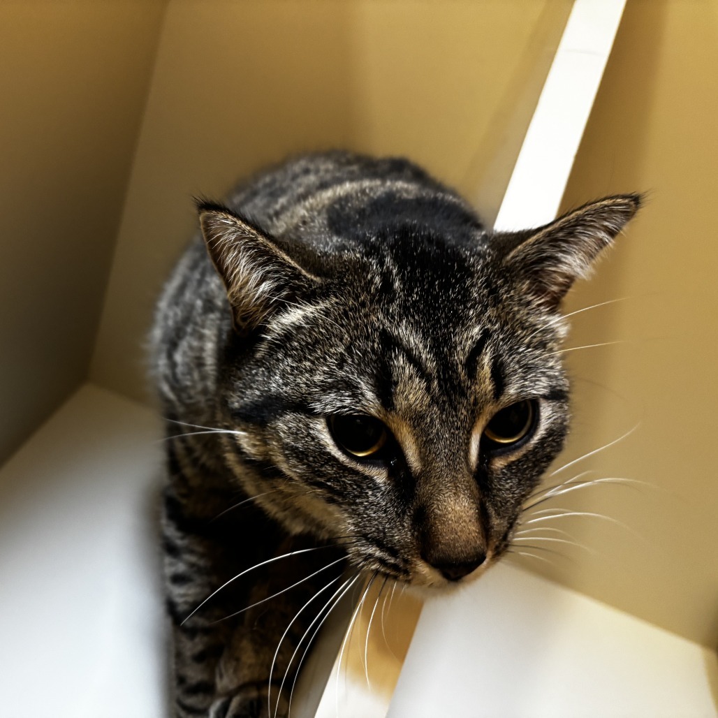 Cuddle Bug*, an adoptable Domestic Short Hair in Cody, WY, 82414 | Photo Image 1