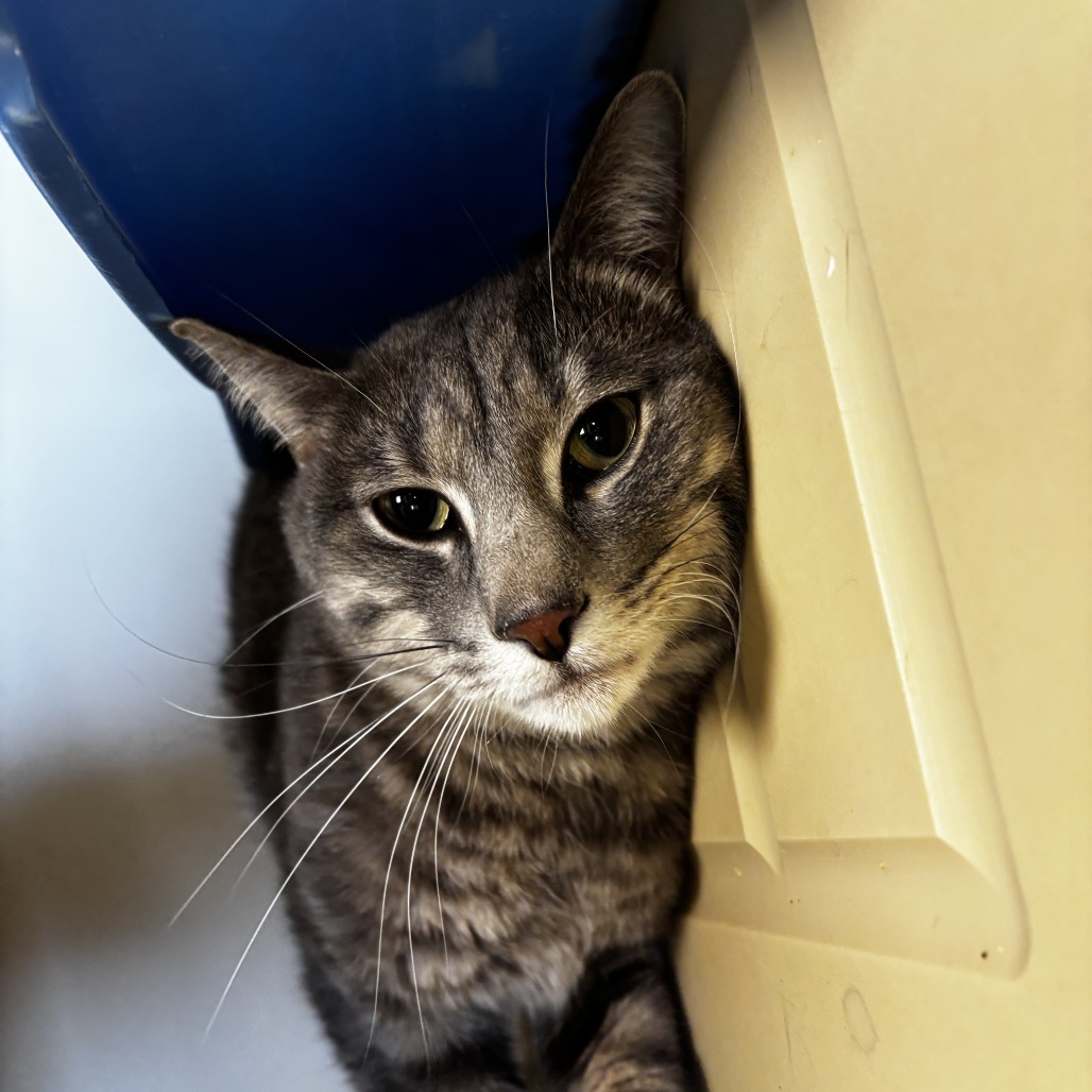 Rocky*, an adoptable Domestic Short Hair in Cody, WY, 82414 | Photo Image 1