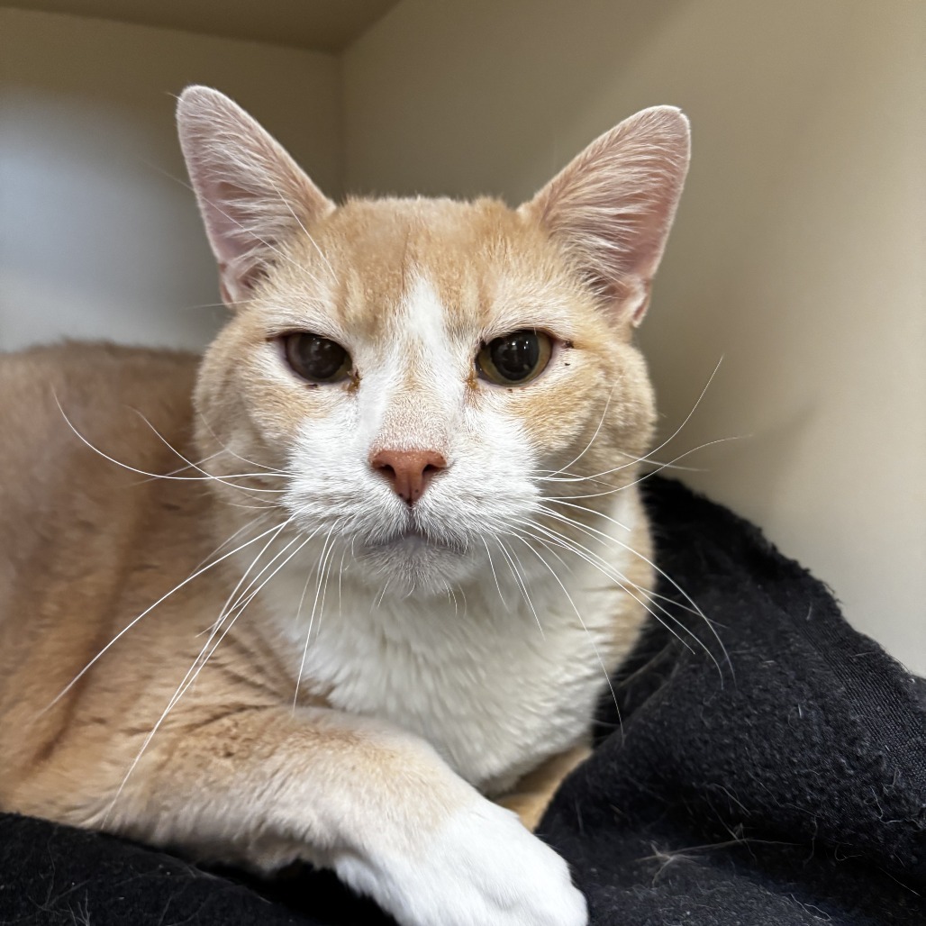 Toretto, an adoptable Domestic Short Hair in Cody, WY, 82414 | Photo Image 1
