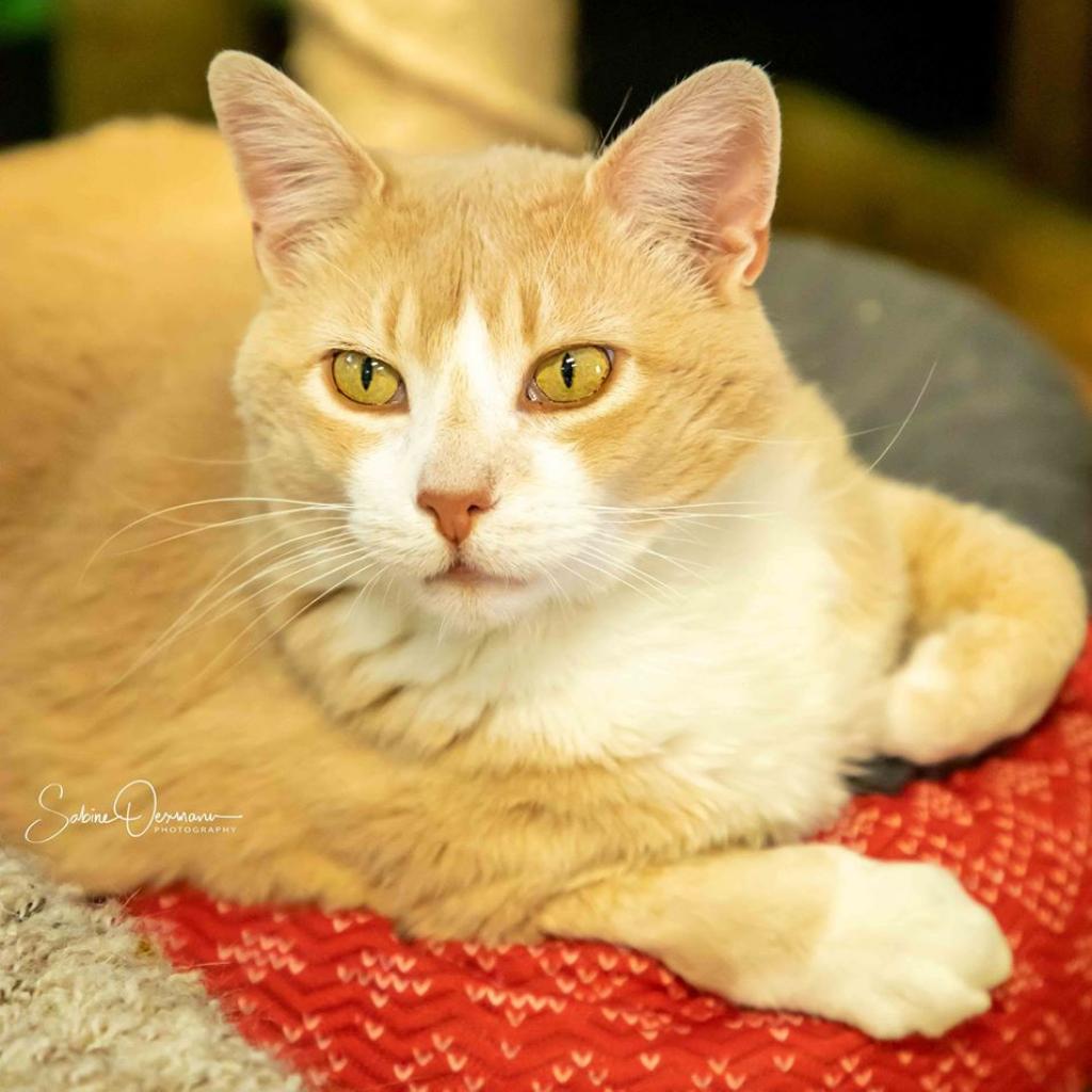 Toretto, an adoptable Domestic Short Hair in Cody, WY, 82414 | Photo Image 2