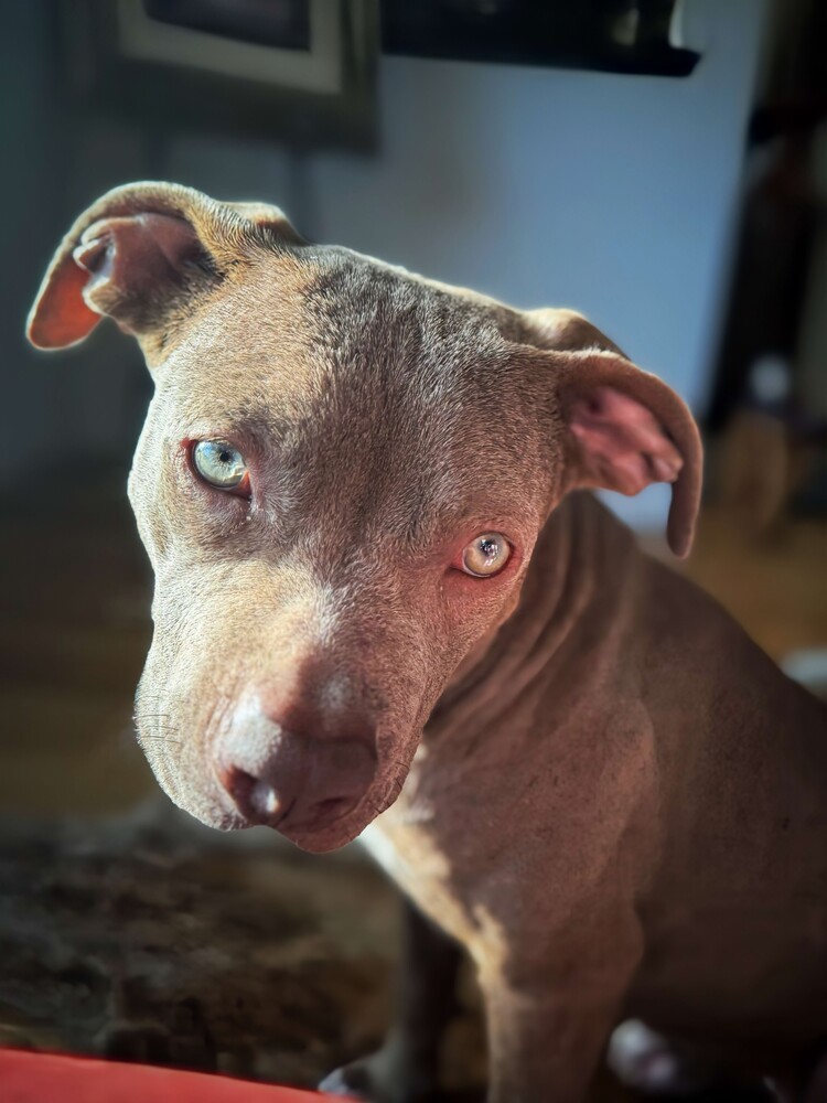 Gretel