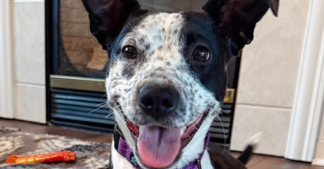 Speckles "Sophie"