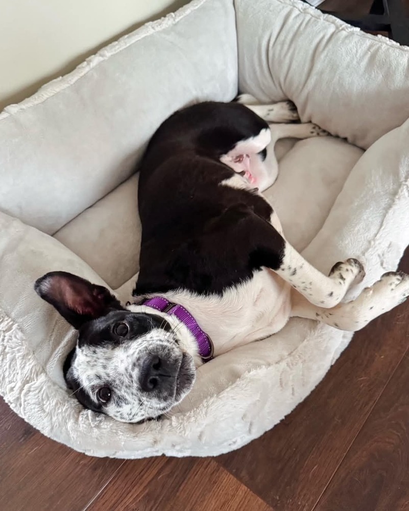 Speckles "Sophie"