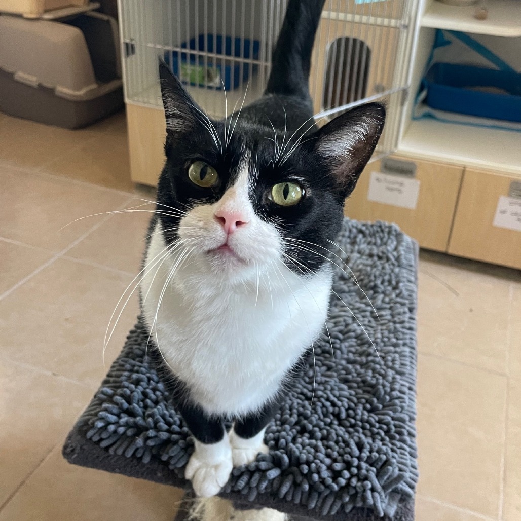 Lena, an adoptable Domestic Short Hair in Prescott, AZ, 86304 | Photo Image 1