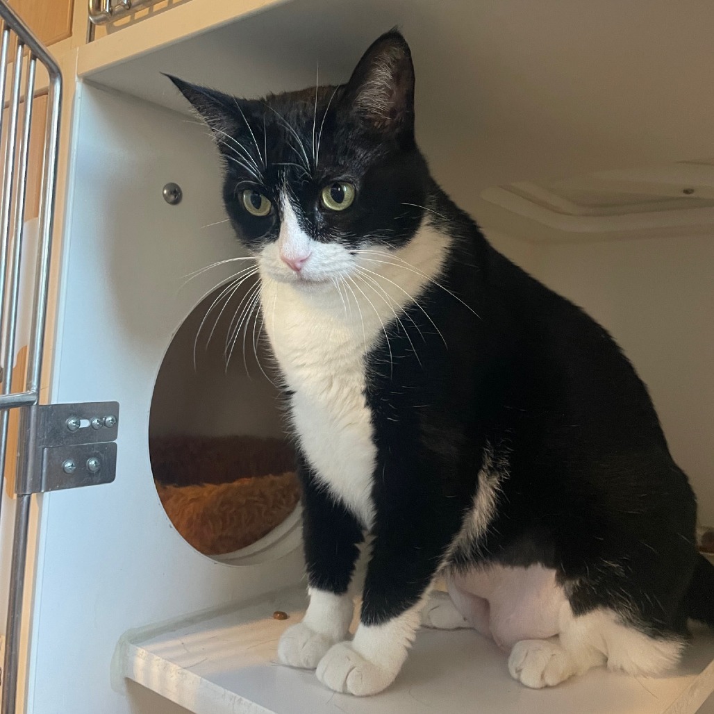 Lena, an adoptable Domestic Short Hair in Prescott, AZ, 86304 | Photo Image 2