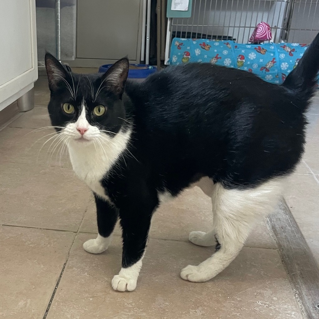 Lena, an adoptable Domestic Short Hair in Prescott, AZ, 86304 | Photo Image 3