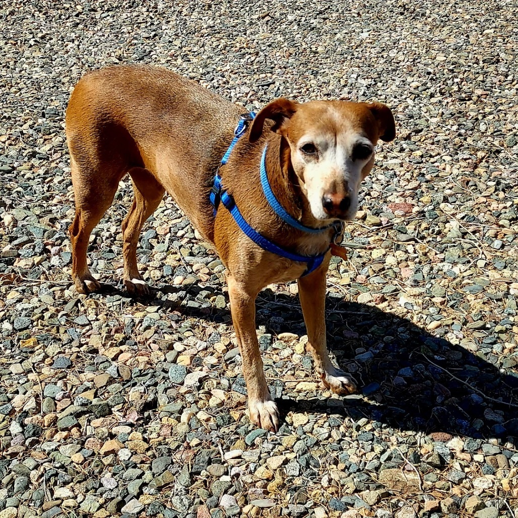 Moxie (Courtesy Listing)
