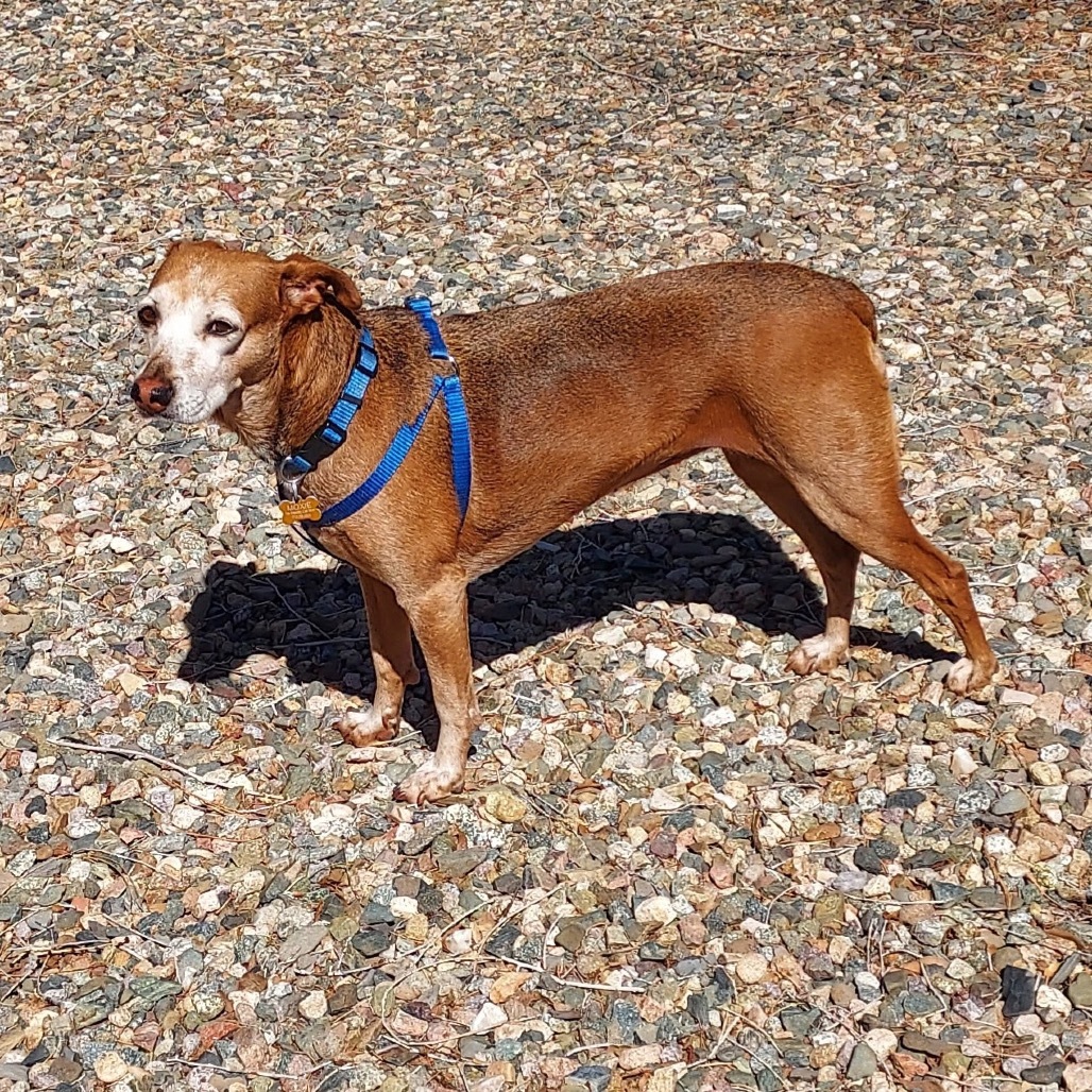 Moxie (Courtesy Listing)