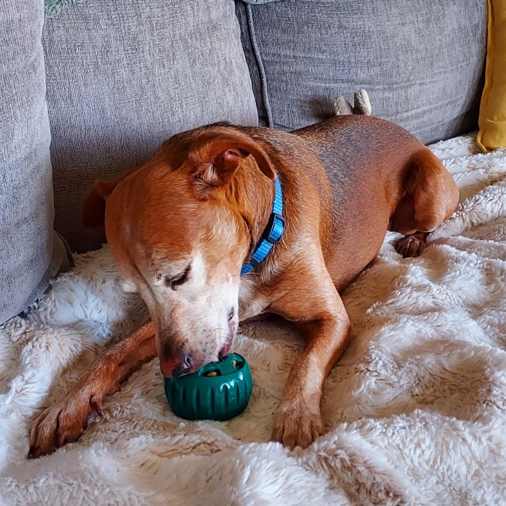Moxie (Courtesy Listing) Adoption Pending