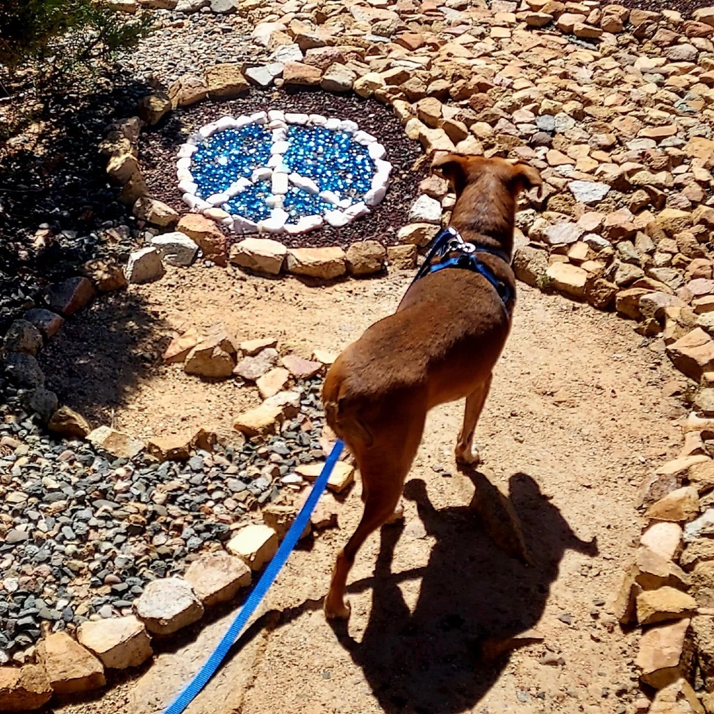 Moxie (Courtesy Listing) Adoption Pending