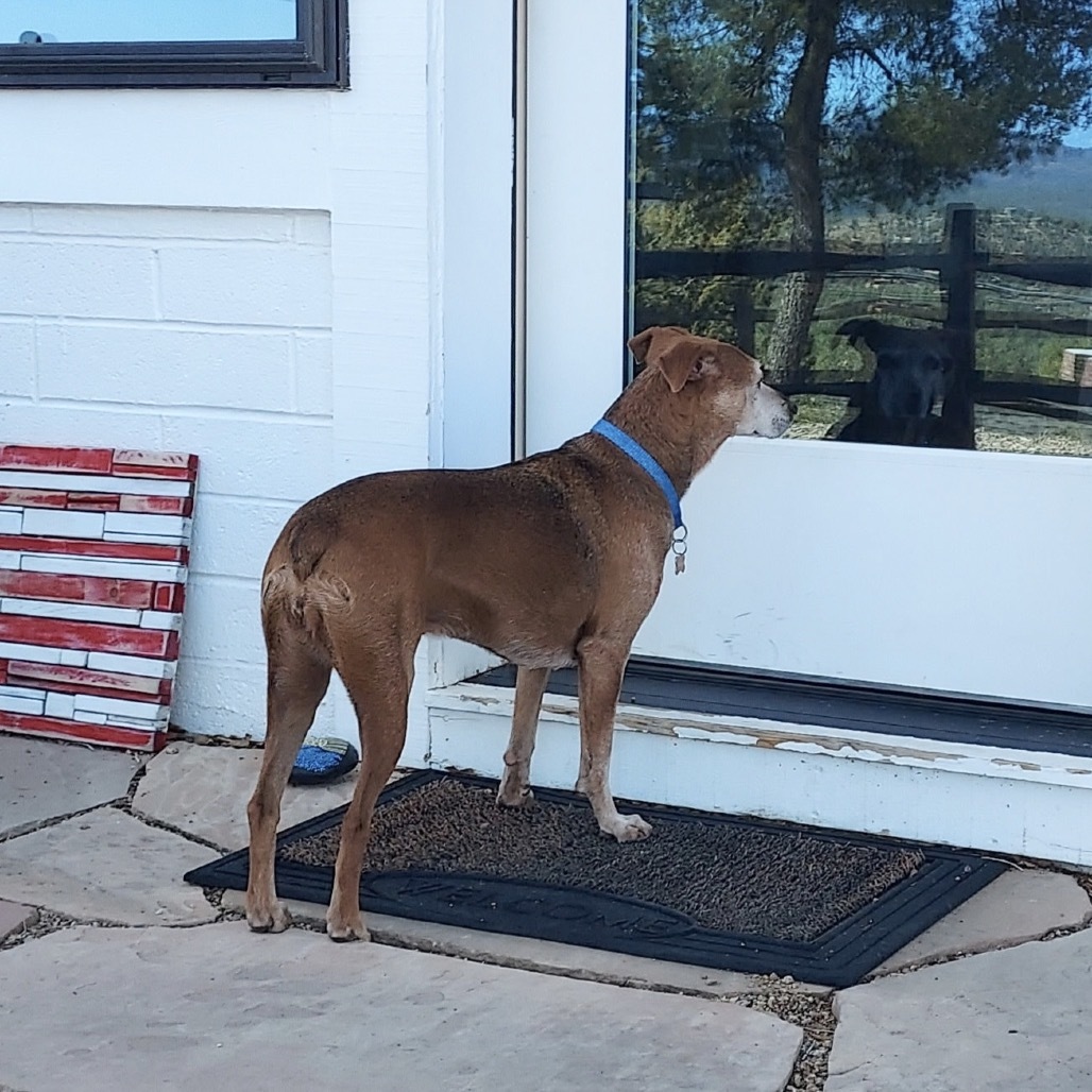 Moxie (Courtesy Listing) Adoption Pending