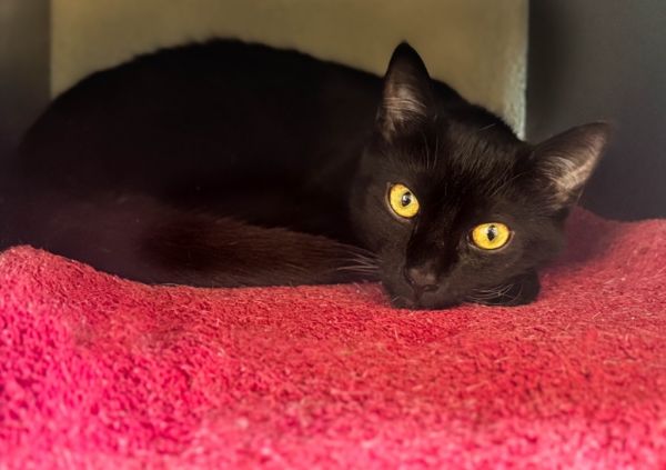 Fred - adoption in process