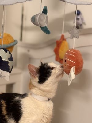 Meet Ivy a brave and resilient mother cat who has faced unimaginable heartache When Ivy arrived at
