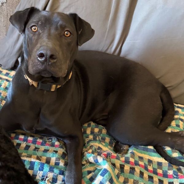 Turmeric Ricky photo 1