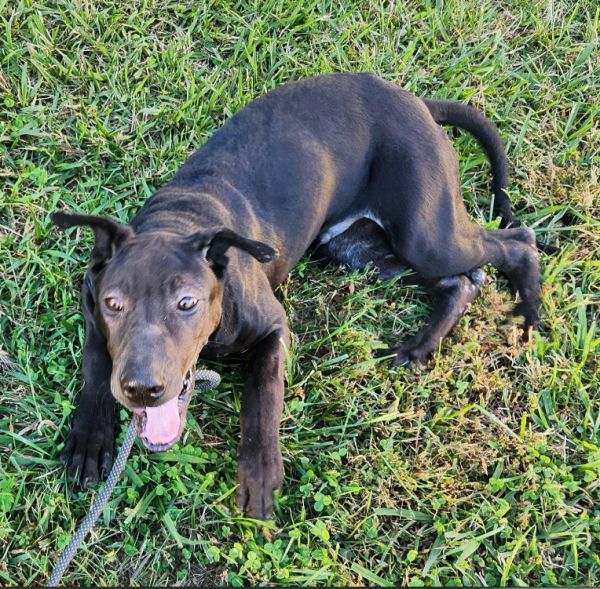 Turmeric Ricky thumbnail 5