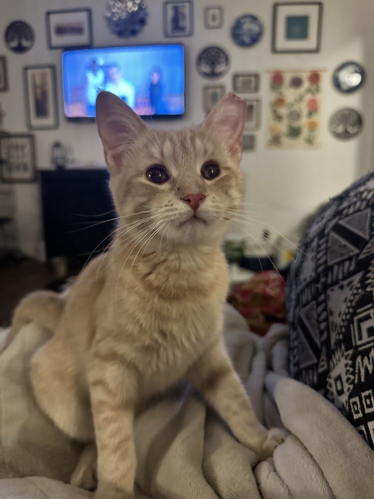 Nilla