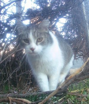 Autumn, Adult Female Domestic Short Hair