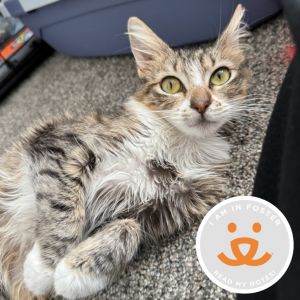 Meet Wonderland This sweet 2 year-old cat may need a few moments to get comfortable but once she d
