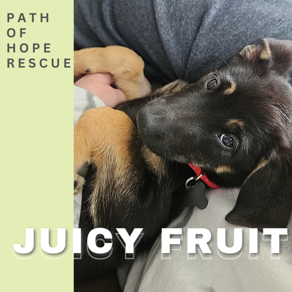Juicy Fruit