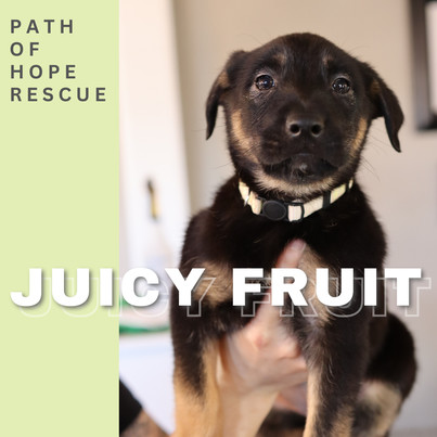 Juicy Fruit
