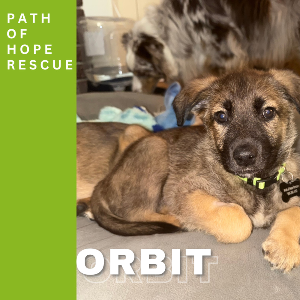 Orbit