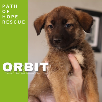 Orbit
