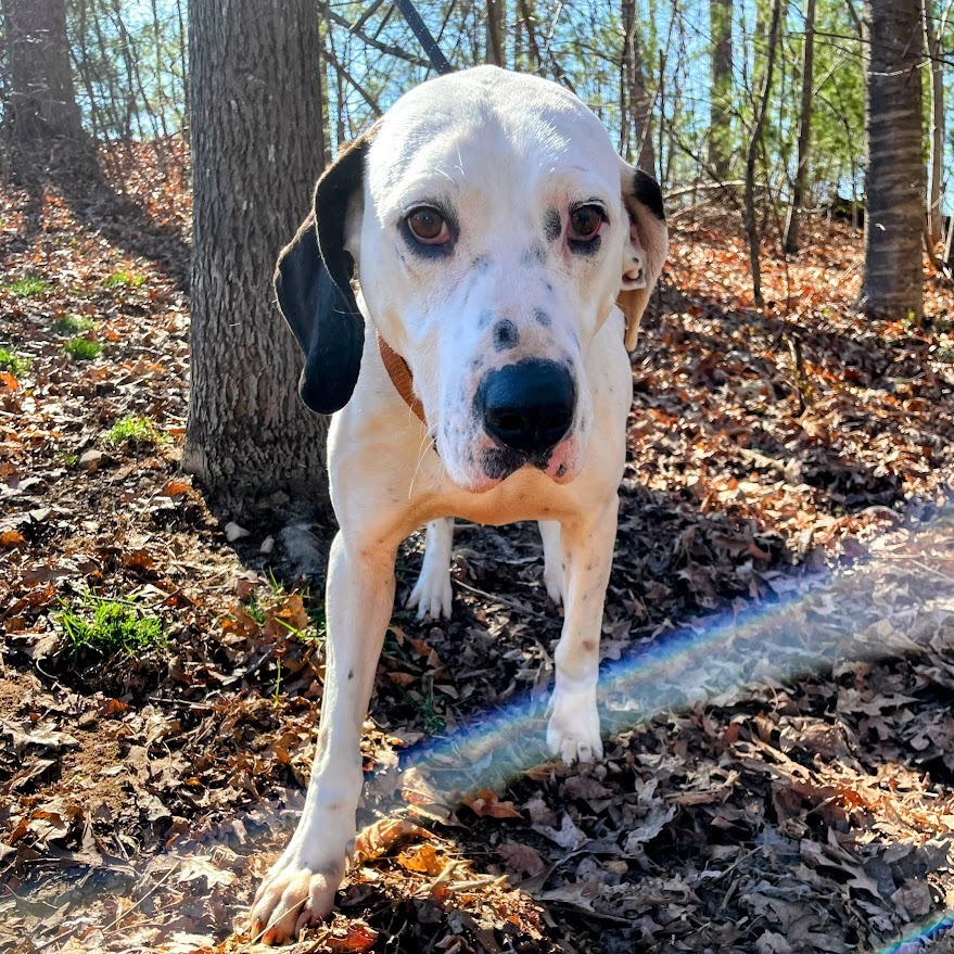 Pongo