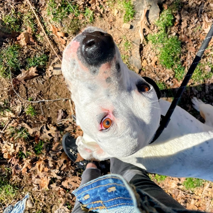 Pongo