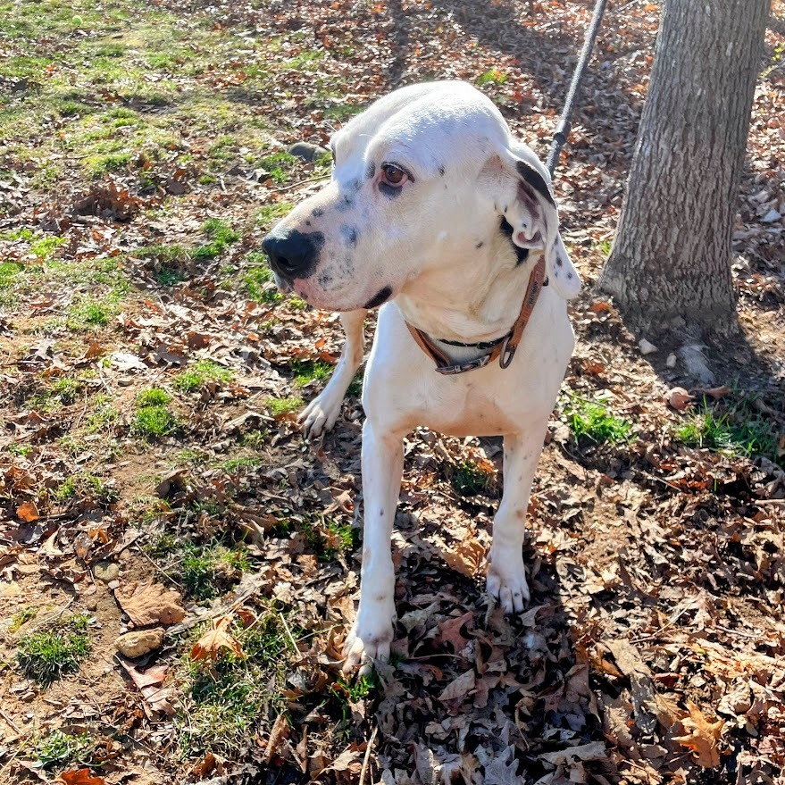 Pongo