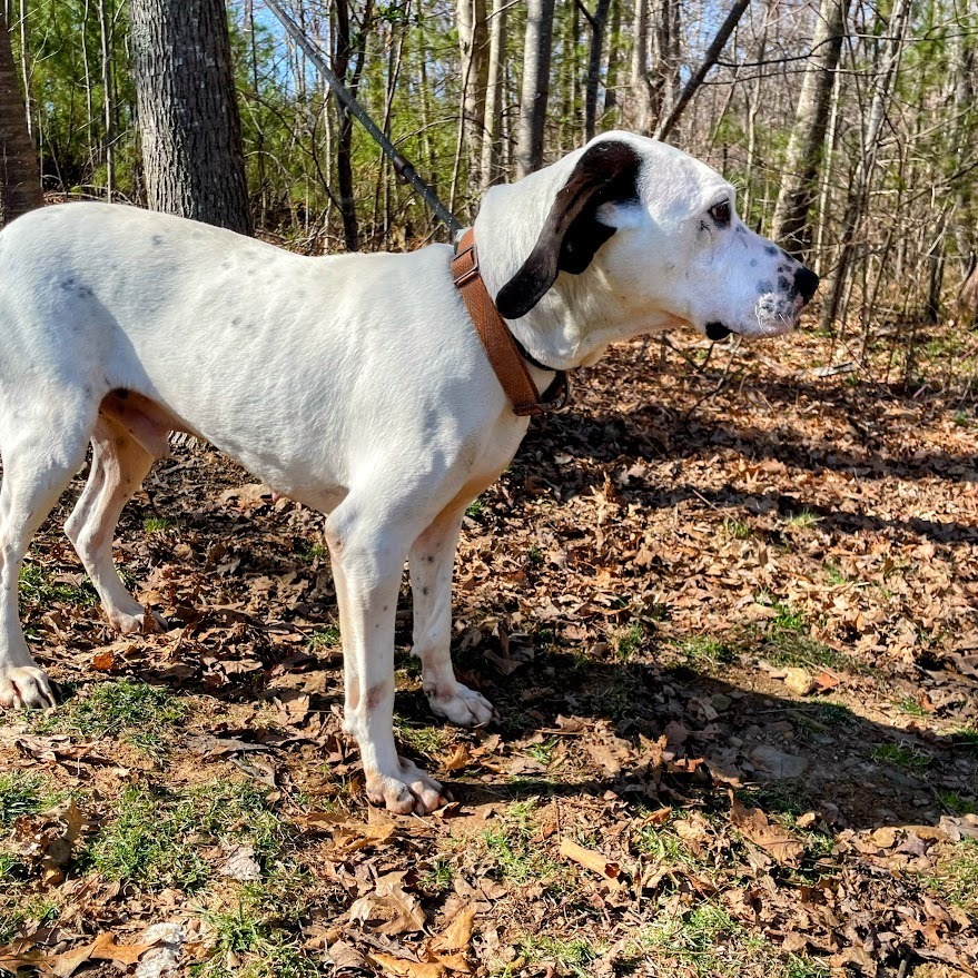 Pongo