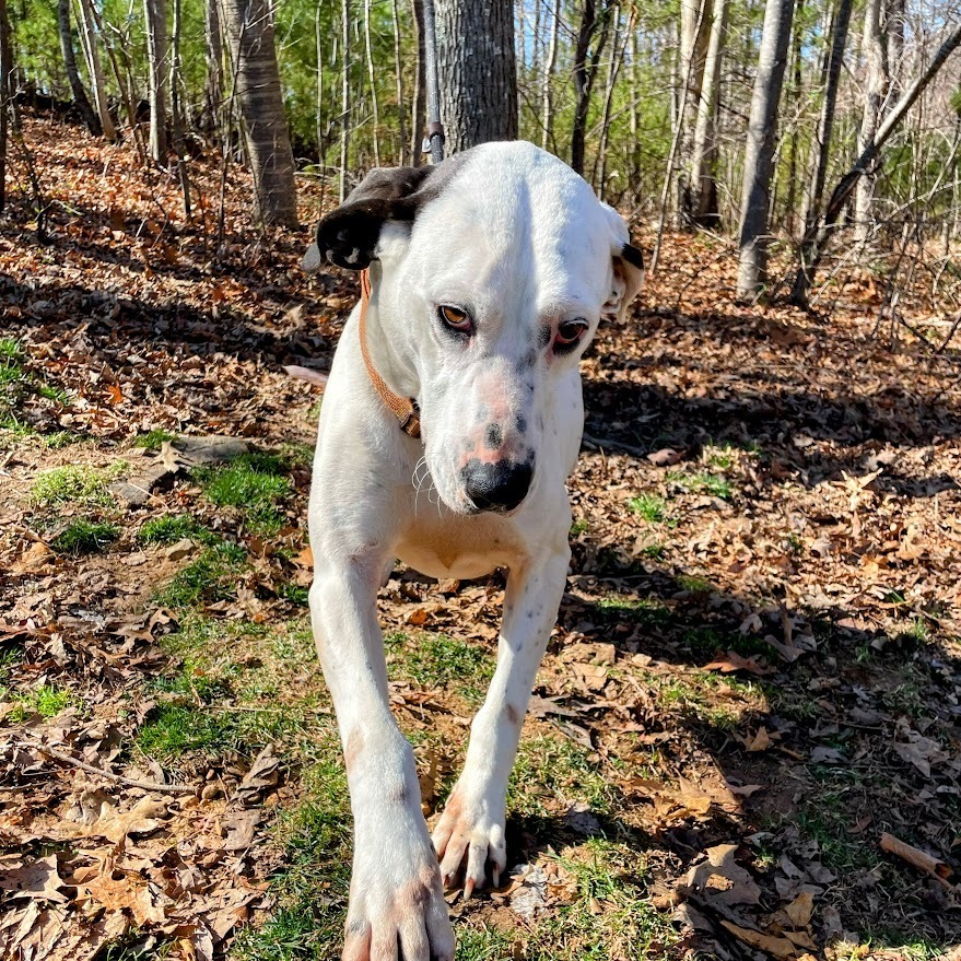 Pongo