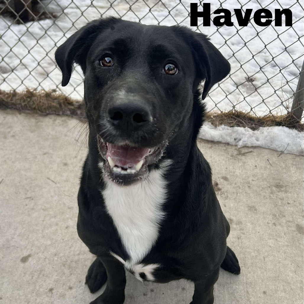 Haven 250082, an adoptable Mixed Breed in Escanaba, MI, 49829 | Photo Image 1