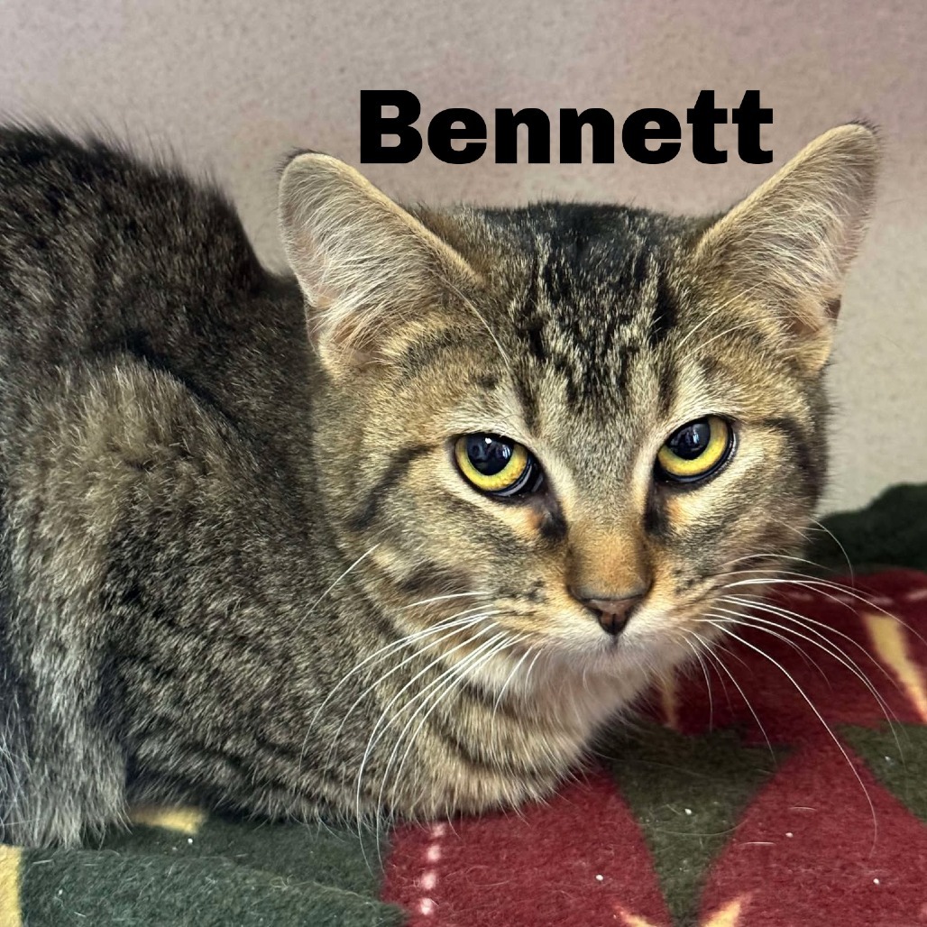 Bennett 250080, an adoptable Domestic Short Hair in Escanaba, MI, 49829 | Photo Image 1