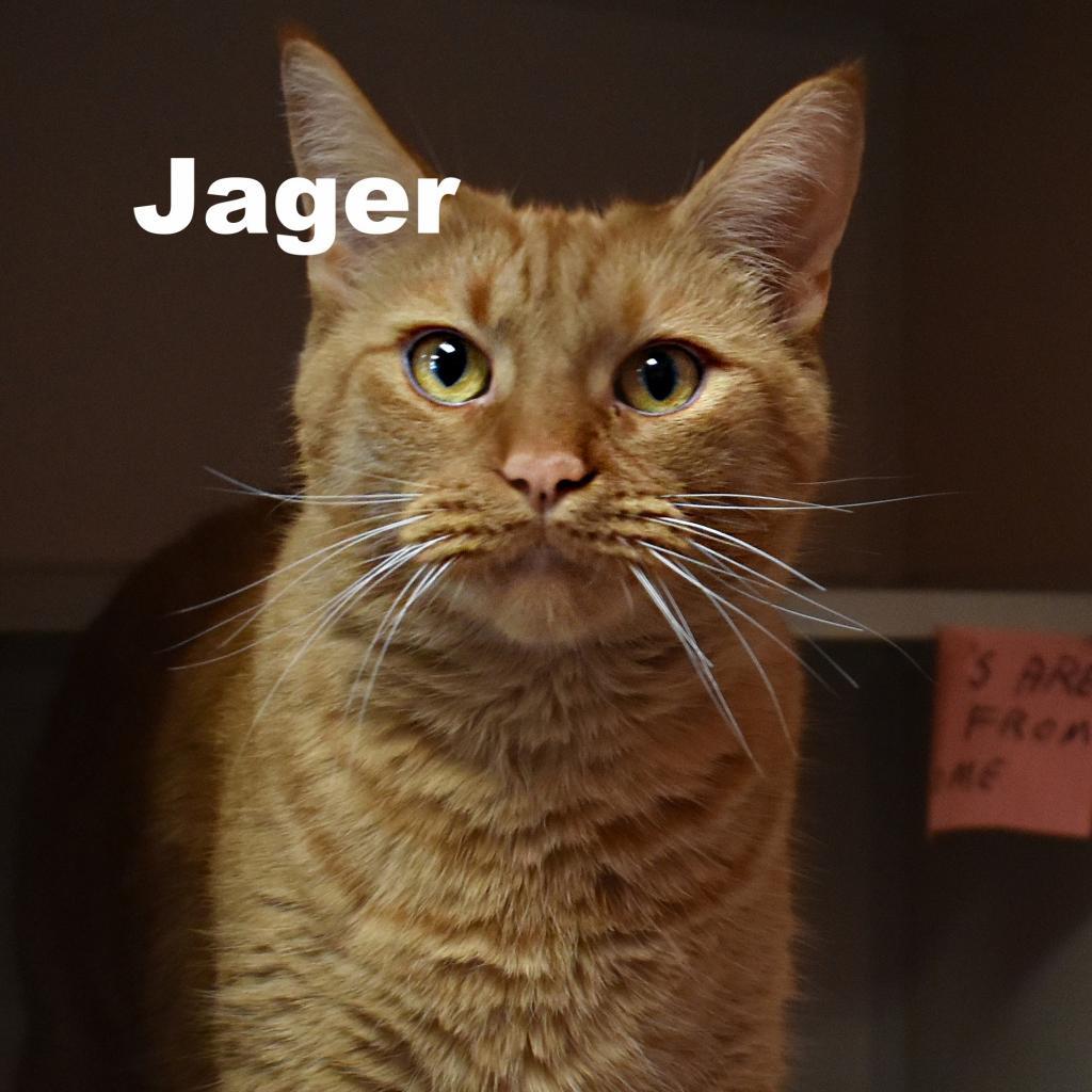 Jager 250257, an adoptable Domestic Short Hair in Escanaba, MI, 49829 | Photo Image 1