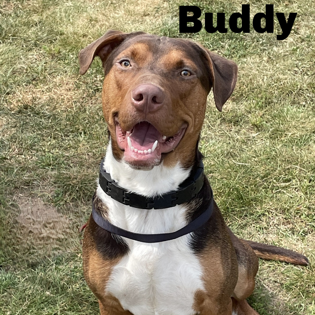 Buddy 240464, an adoptable Mixed Breed in Escanaba, MI, 49829 | Photo Image 1