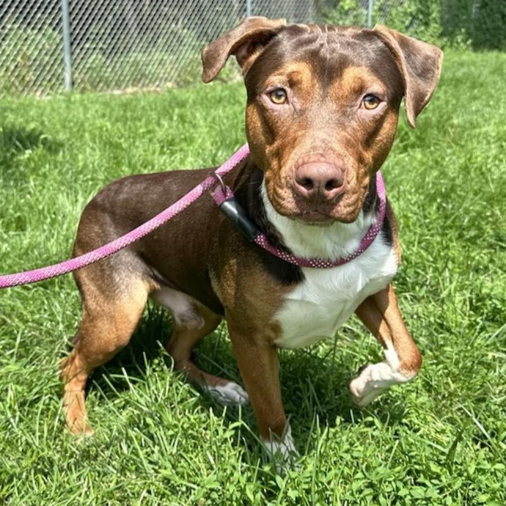 Buddy 240464, an adoptable Mixed Breed in Escanaba, MI, 49829 | Photo Image 2