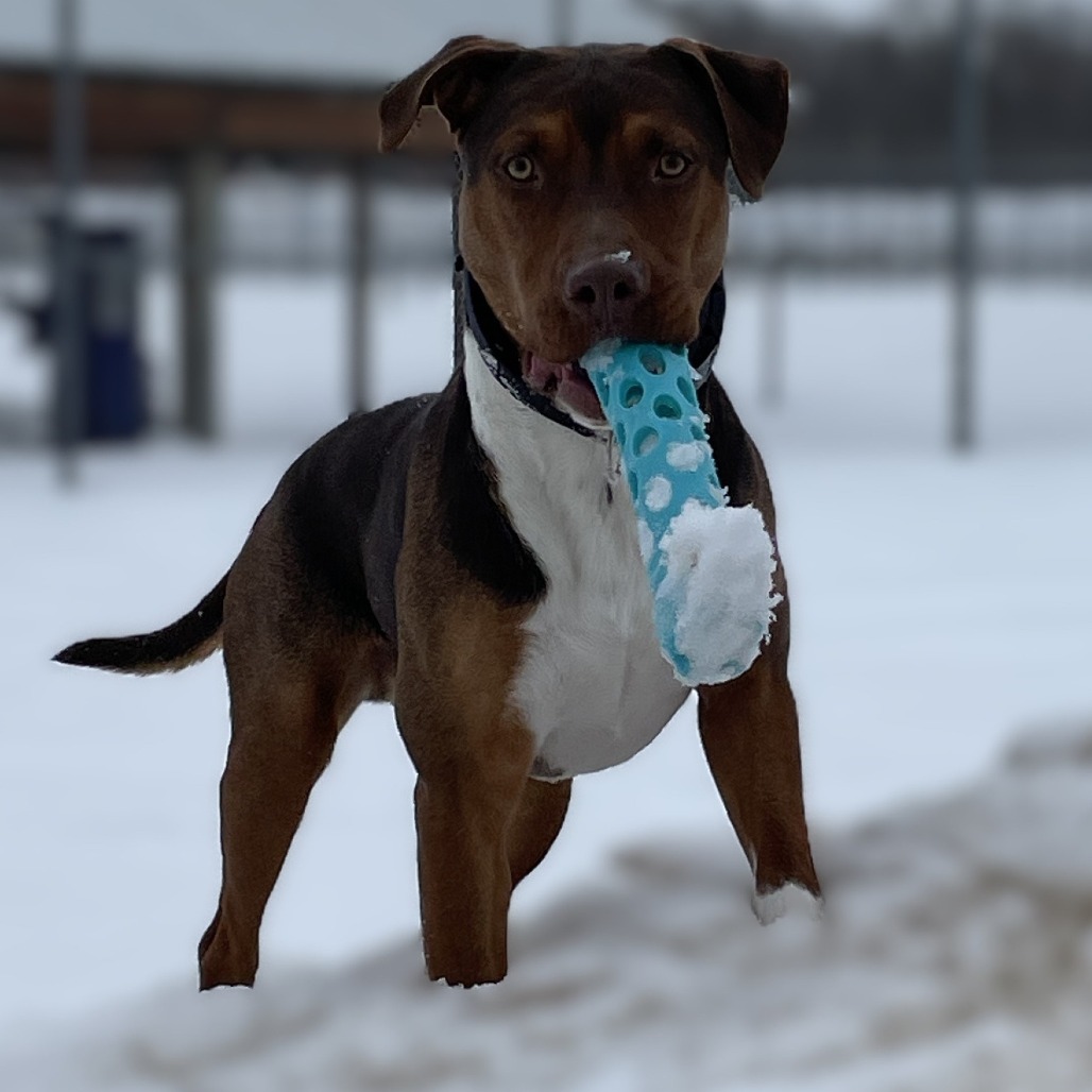 Buddy 240464, an adoptable Mixed Breed in Escanaba, MI, 49829 | Photo Image 3